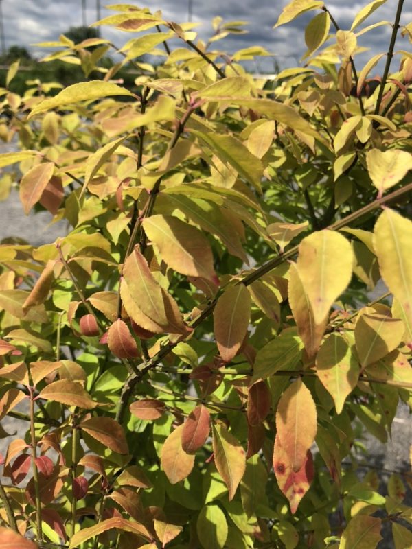 Close-up of a shrub with sunlit leaves turning yellow to orange in autumn, showing thin brown branches.