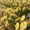 Close-up of a deciduous shrub with yellow and orange autumn leaves on thin brown branches.