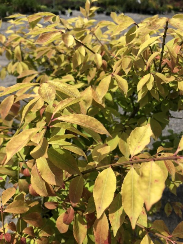 Close-up of a deciduous shrub with yellow and orange autumn leaves on thin brown branches.