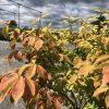 Bush with orange and yellow autumn leaves under a cloudy sky; metal framework in the background on a gravel surface.