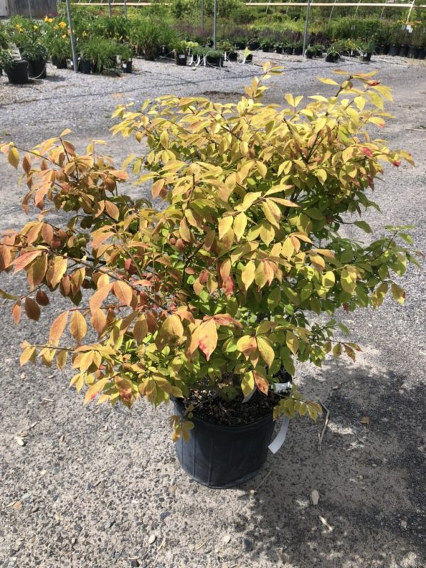 Potted ornamental shrub with yellow-orange leaves in a nursery yard.