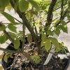 Mulched potted shrub with green leaves and multiple woody stems; plant tag visible in soil.