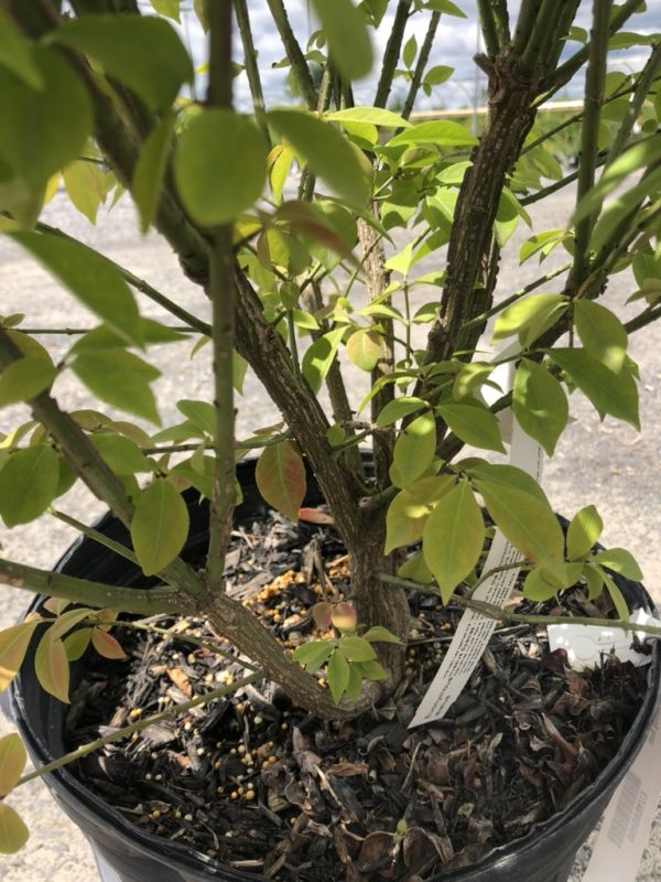 Mulched potted shrub with green leaves and multiple woody stems; plant tag visible in soil.