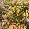 Autumn-colored shrub with yellow to orange leaves in a nursery lot, row of potted plants in the background
