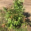 Young deciduous shrub with green and reddish-tinged leaves growing in bare, dusty soil at a construction site; tire tracks visible in the background.
