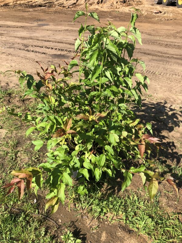 Young deciduous shrub with green and reddish-tinged leaves growing in bare, dusty soil at a construction site; tire tracks visible in the background.