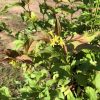 Branch with green and reddish leaves showing small yellow tubular flowers in a sunny garden setting