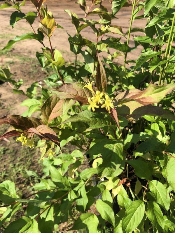 Branch with green and reddish leaves showing small yellow tubular flowers in a sunny garden setting