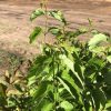 Close-up of a leafy shrub with serrated leaves; a dirt construction site is blurred in the background.