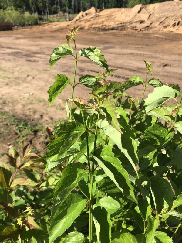 Close-up of a leafy shrub with serrated leaves; a dirt construction site is blurred in the background.