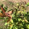 Young shrub with green and reddish leaves growing in a sunny garden bed; surrounding soil is bare.