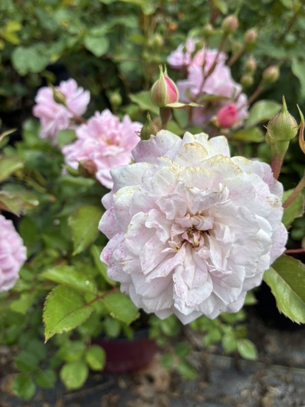 Pale pink, double rose in full bloom with many layered petals among green leaves and budding roses nearby