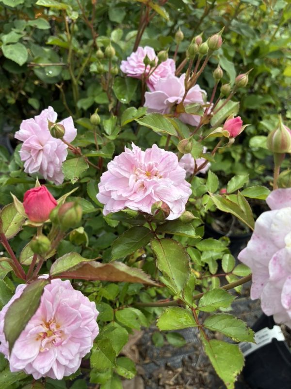 Pink double roses blooming on a green rose bush in a garden setting.