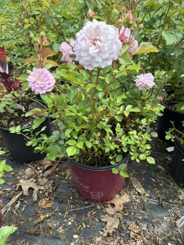 Pink rose shrub in a maroon pot with large pale pink blooms and surrounding buds outdoors in a plant nursery.