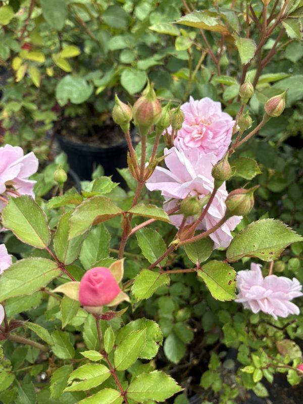 Pink roses in bloom on a rose bush with green leaves and several buds in a garden setting.