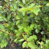 Close-up of a pink rose plant with serrated green leaves and reddish stems.