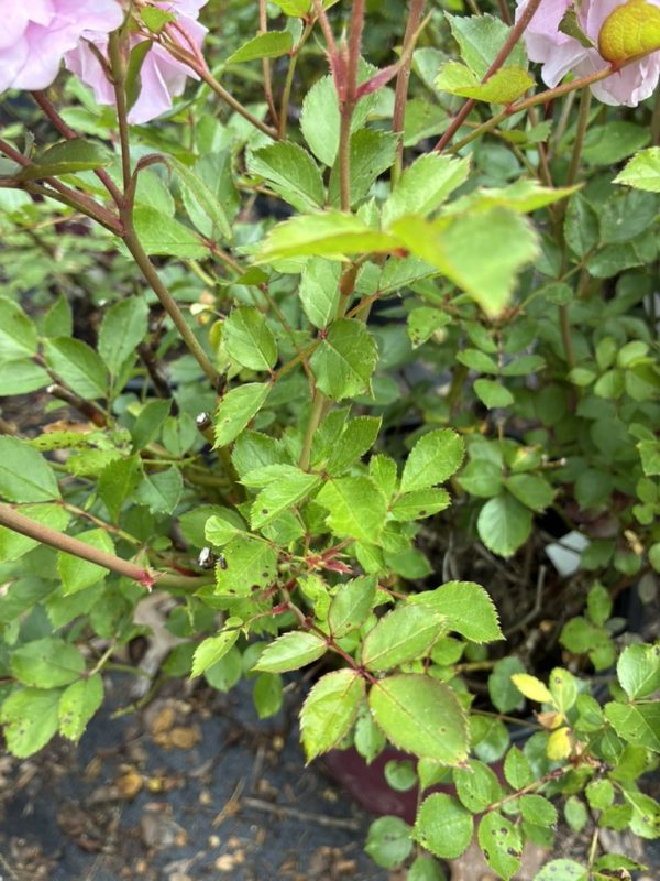 Close-up of a pink rose plant with serrated green leaves and reddish stems.