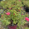 Pink rose bush in a maroon planter outdoors; multiple blooms and buds visible, garden center background.