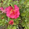Pink rose in bloom surrounded by green rose bush leaves in a garden setting