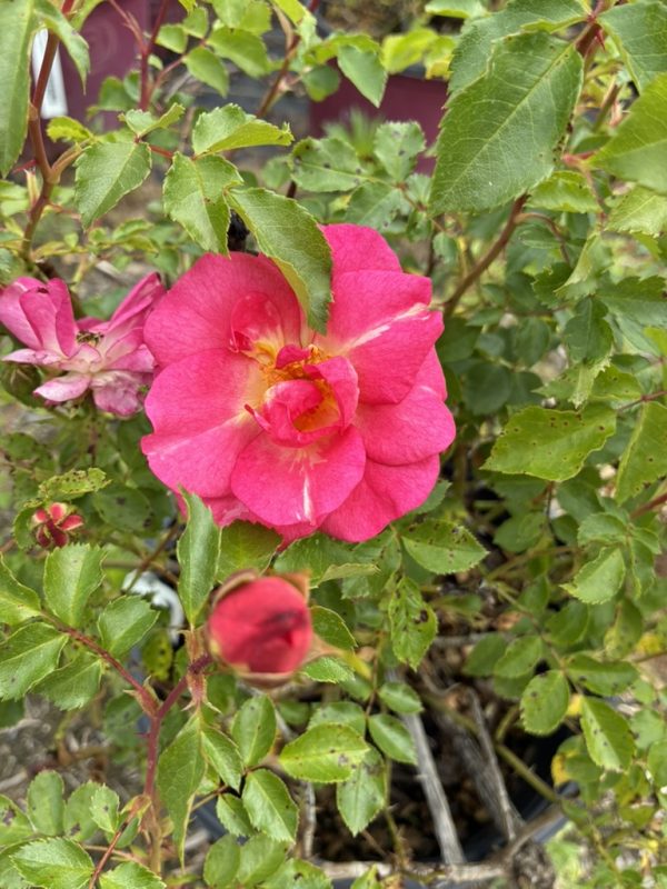 Pink rose in bloom surrounded by green rose bush leaves in a garden setting