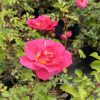 Bright pink rose in bloom among green leaves in a garden setting.