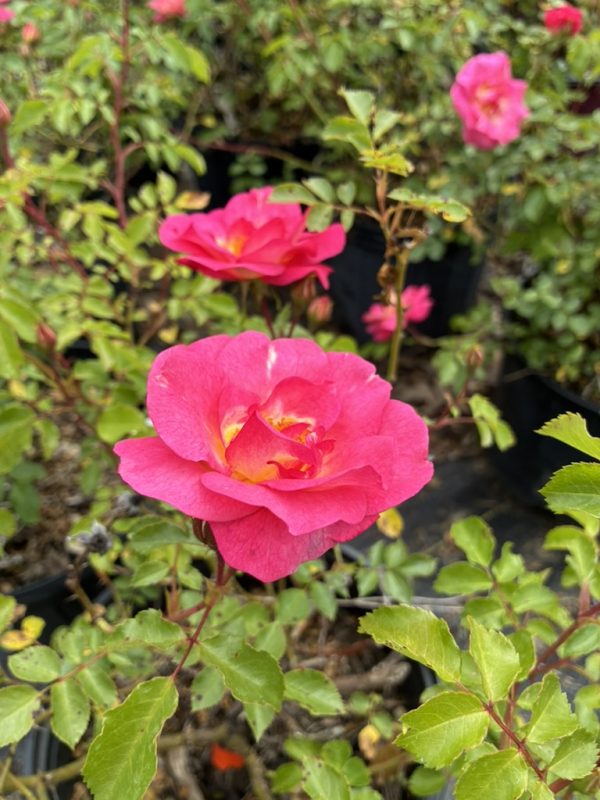 Bright pink rose in bloom among green leaves in a garden setting.