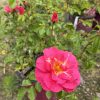Bright pink rose in bloom with a yellow-orange center, in a green garden with a maroon planter nearby.