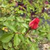 Red rosebud on a thorny green rose bush with serrated leaves in a garden setting.