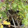 Potted rose shrub with many woody stems and green serrated leaves; some leaves are yellow with spots.",