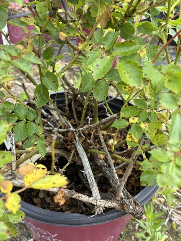 Potted rose shrub with many woody stems and green serrated leaves; some leaves are yellow with spots.",