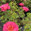 Bright pink rose in foreground with yellow-orange center, surrounded by green rose bushes in pots.