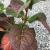 Young burgundy-leaved shrub with red stems on a gravel surface, showing new green growth nearby.