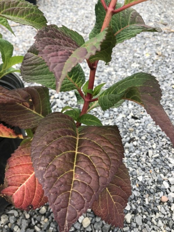 Young burgundy-leaved shrub with red stems on a gravel surface, showing new green growth nearby.