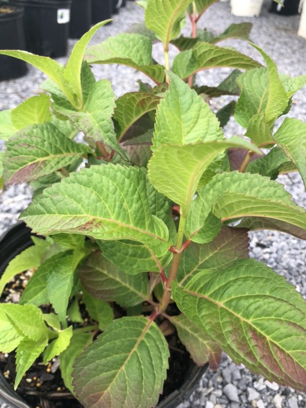 Young hydrangea plant with serrated green leaves and reddish stems in a black pot.