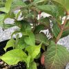 Young potted shrub with bright green serrated leaves and reddish stems outdoors on a gravel surface