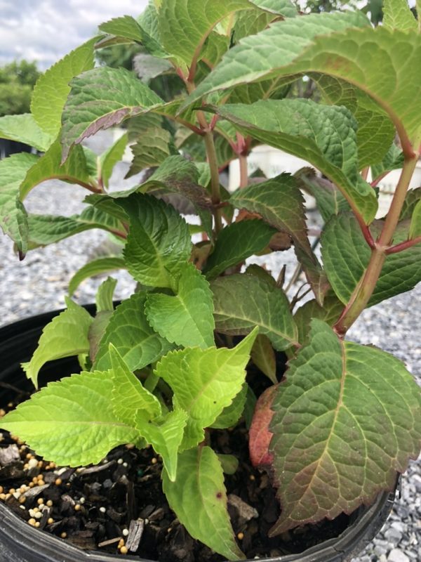 Young potted shrub with bright green serrated leaves and reddish stems outdoors on a gravel surface
