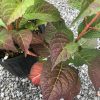 Potted ornamental plant with green to reddish-purple serrated leaves and red stems on gravel ground by a black pot