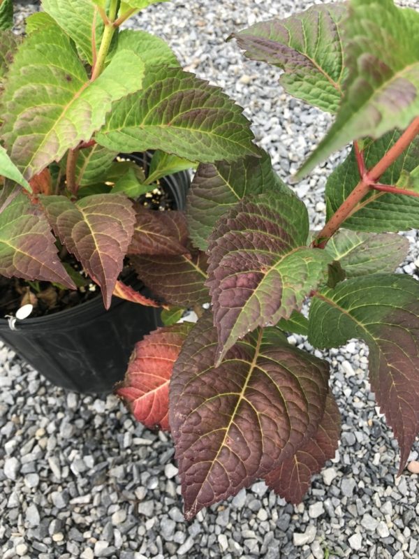 Potted ornamental plant with green to reddish-purple serrated leaves and red stems on gravel ground by a black pot
