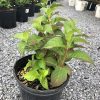 Young shrub with green leaves and reddish stems in a black nursery pot on a gravel lot, others in pots in the background.