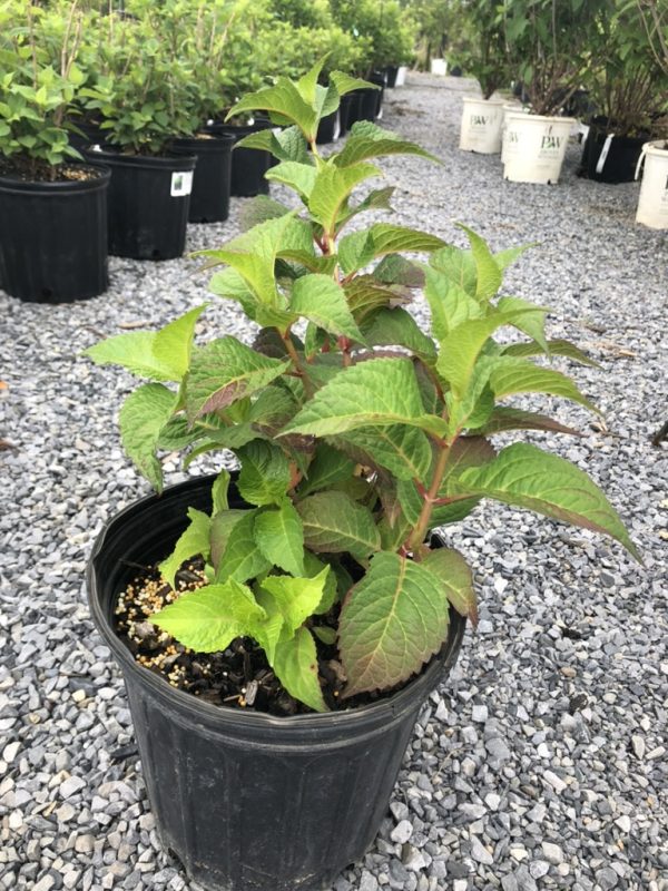 Young shrub with green leaves and reddish stems in a black nursery pot on a gravel lot, others in pots in the background.