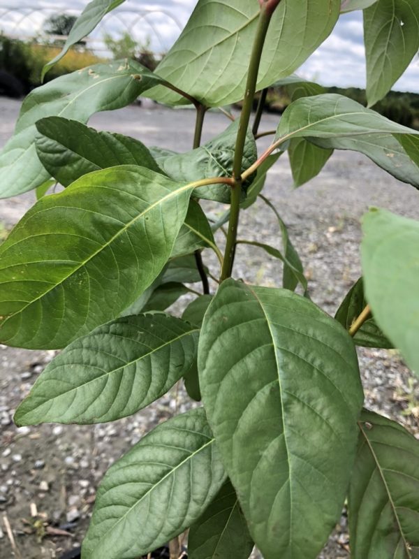 Close-up of a leafy green plant with smooth, elliptical leaves and prominent veins on a woody stem, outdoor gravel background.