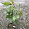 Young sapling with green leaves and reddish stems in a brown plastic pot on gravel outside.