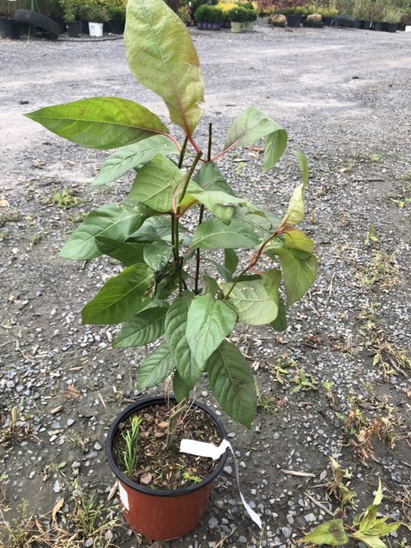 Young sapling with green leaves and reddish stems in a brown plastic pot on gravel outside.