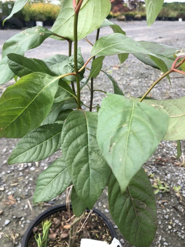 Close-up of a young plant with broad, glossy green leaves and reddish stems, potted in a black container outdoors on a gravel surface.