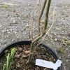 Close-up of a potted plant with a green trunk and dried, vine-like stems, surrounded by mulch and small new shoots; a white care tag is visible in the soil.
