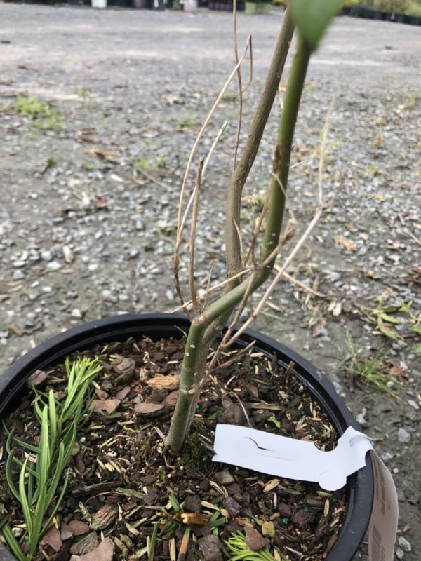 Close-up of a potted plant with a green trunk and dried, vine-like stems, surrounded by mulch and small new shoots; a white care tag is visible in the soil.