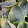 Close-up of variegated hosta leaves with blue-green centers and yellow edges.