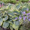Cluster of large green and yellow-edged hosta leaves with purple flowers in a garden bed.