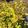 Close-up of a yellow-leaved ornamental shrub with pink cluster buds at the tips.