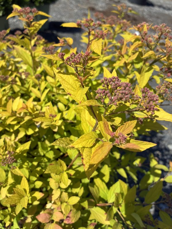 Close-up of a yellow-leaved ornamental shrub with pink cluster buds at the tips.